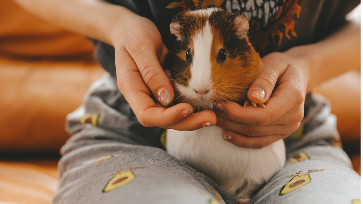 Állatvédelmi Témahét a bölcsődékben 