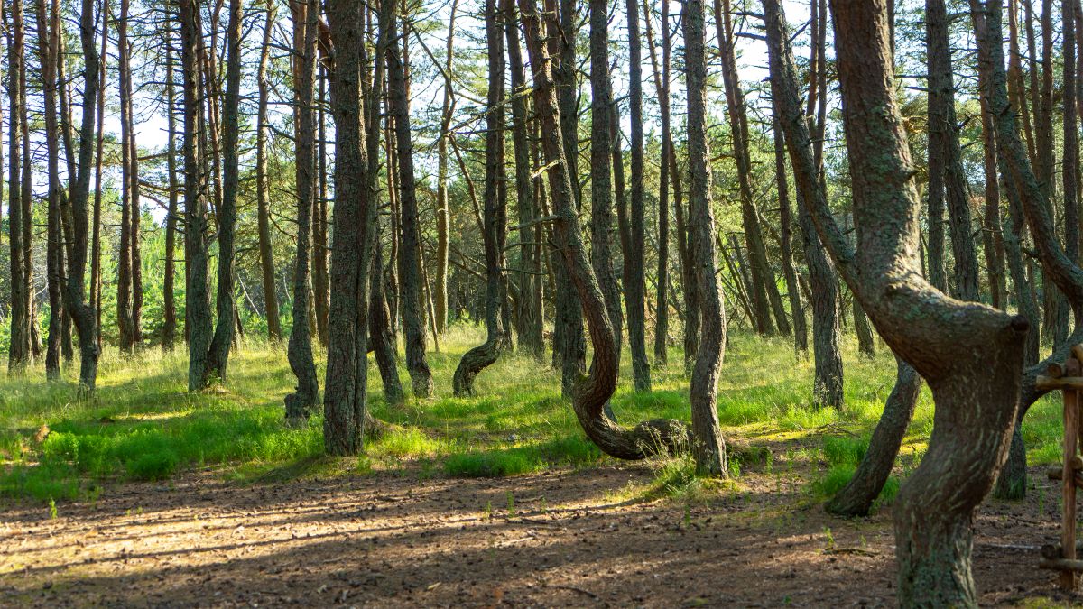 Lábon álló fa értékesítése őstermelőként?